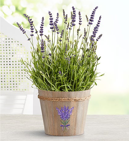 Fragrant English Lavender Plant