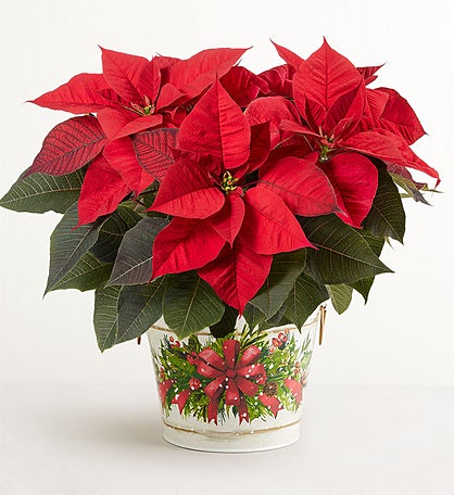Holiday Traditions Poinsettia