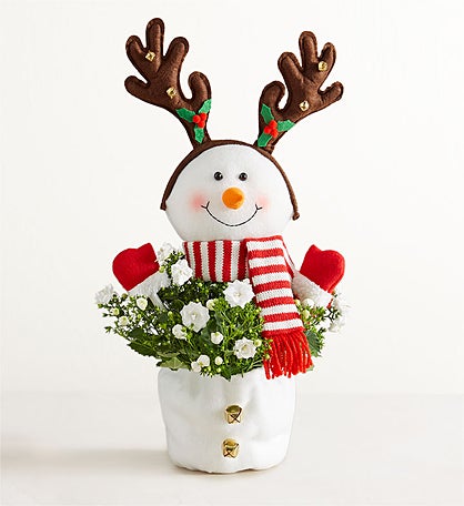 Frosty the Snow Plant