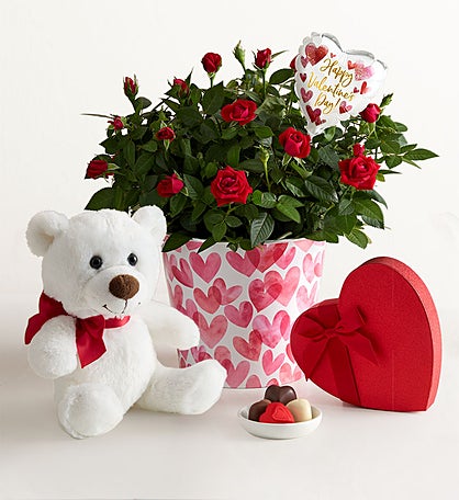 Bundle of Love Rose Plant