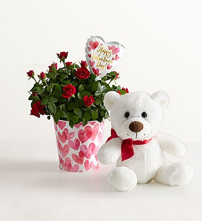 Bundle of Love Rose Plant