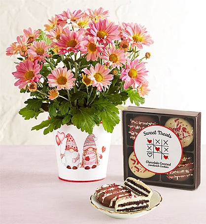 Love Like Gnome Other Mum Plant