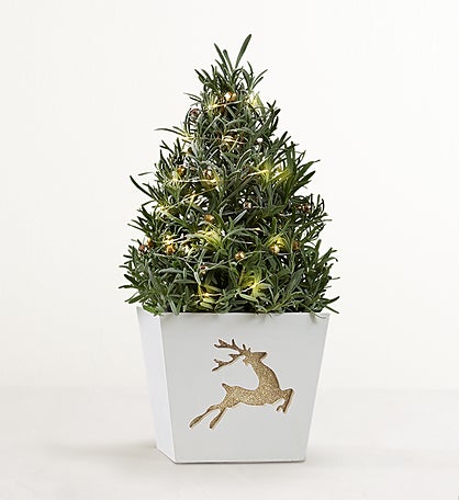 Fragrant Holiday Lavender Tree