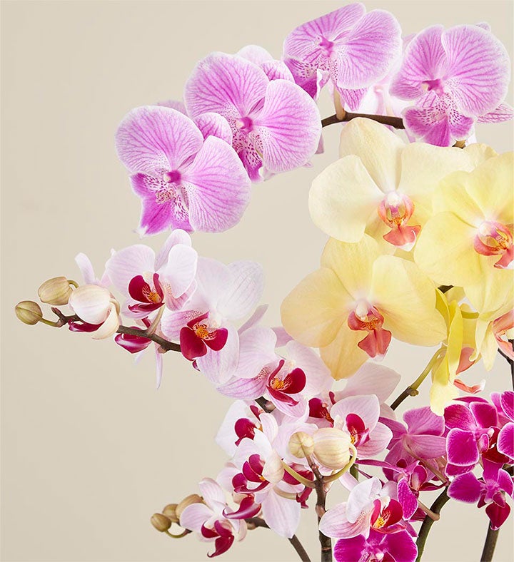 Loving Memories Orchid Garden