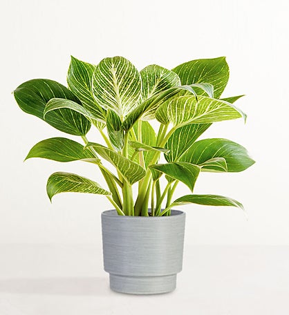 Philodendron Birkin Plant