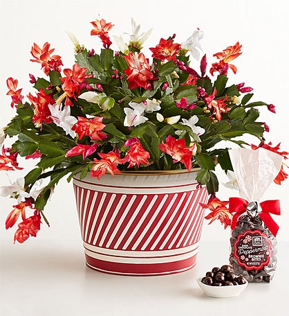 Candy Cane Christmas Cactus