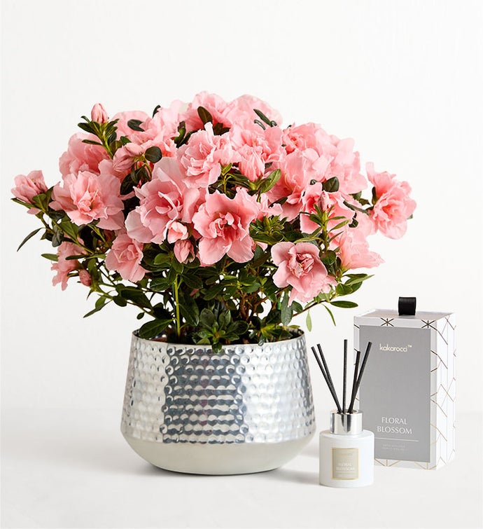 Pretty Pink Azalea