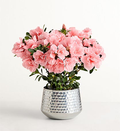 Pretty Pink Azalea