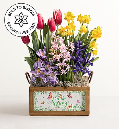 Hello Spring Bulb Garden