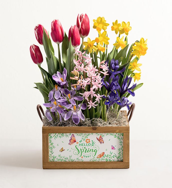 Hello Spring Bulb Garden