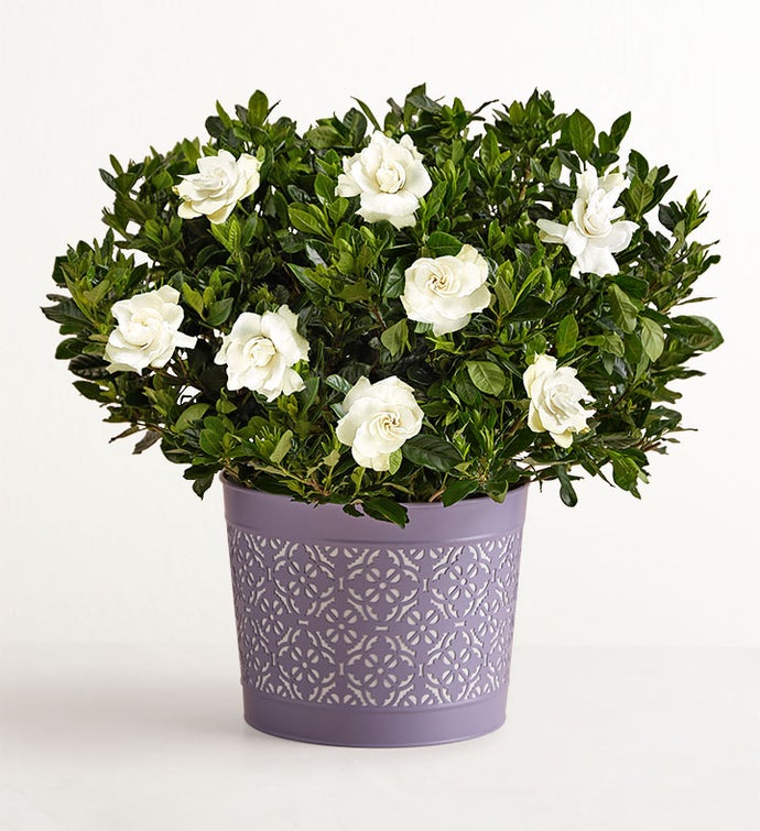 Fragrant Gardenia™