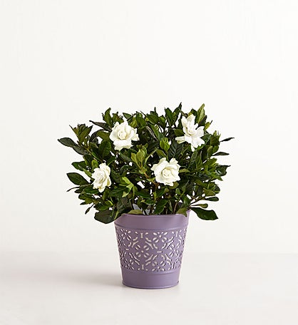 Fragrant Gardenia™