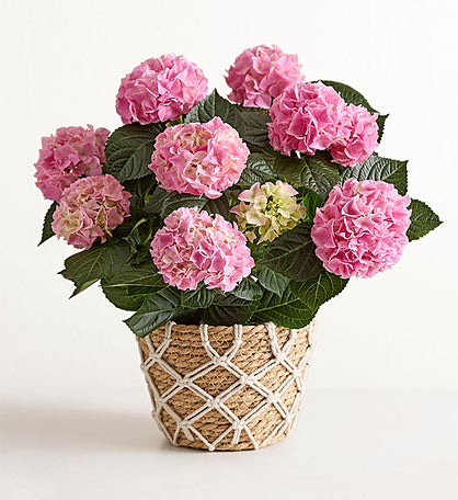 Blooming Pink Hydrangea