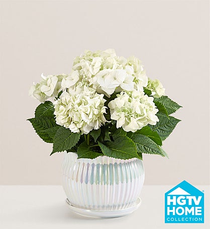 Blissful Blooming Hydrangea