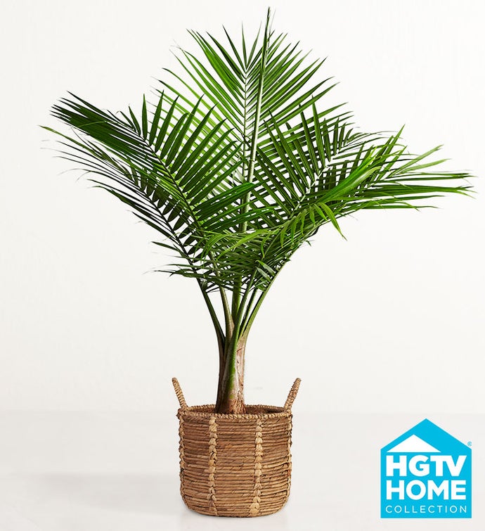 Majesty Palm Floor Plant