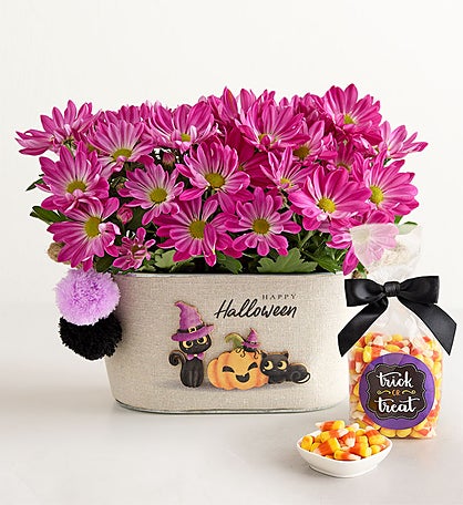 Happy Halloween Purple Mum