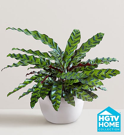 Calathea Rattlesnake