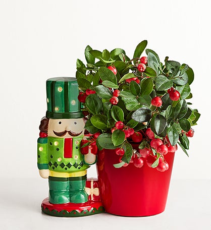 Holiday Nutcracker Winterberry