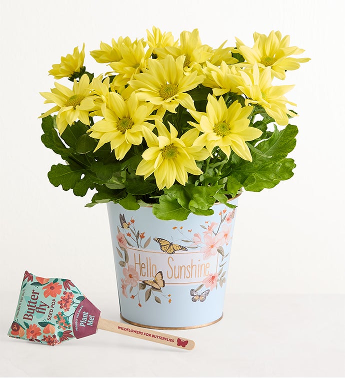 Hello Sunshine Mum