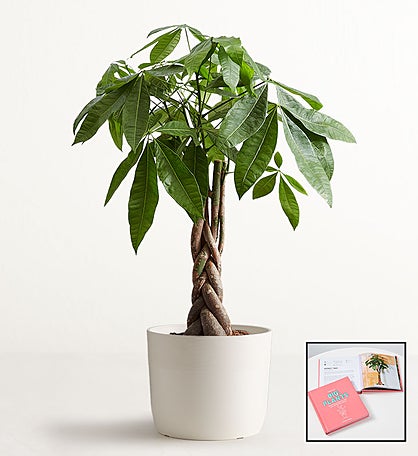 Money Tree Floor Plant + Free Big Plants Book