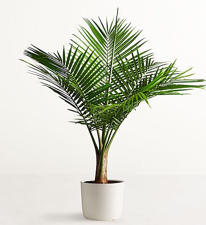 Majesty Palm Floor Plant