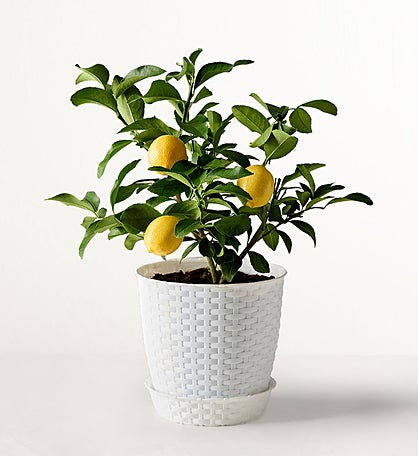 Meyer Lemon Tree
