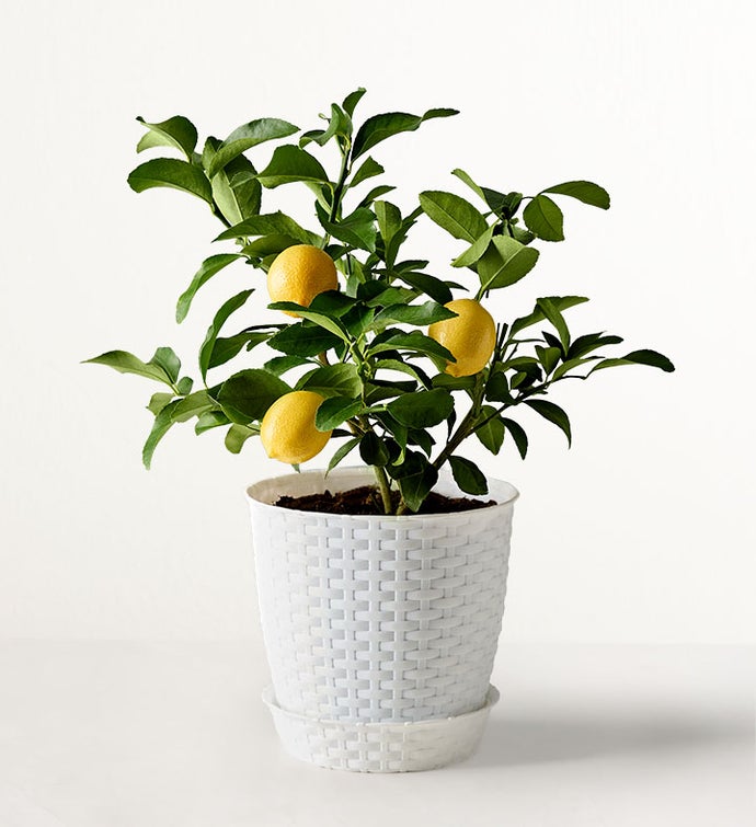 Meyer Lemon Tree
