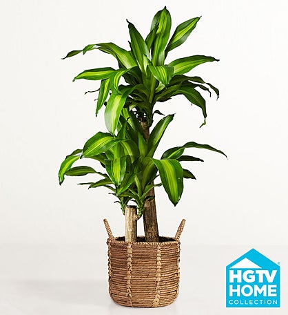 HGTV Home Mass Cane