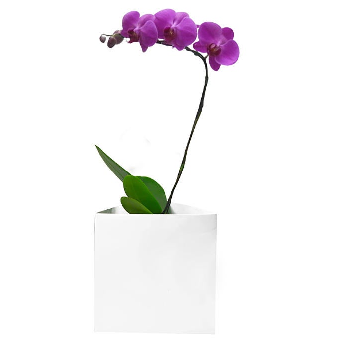 From the Earth - Pink