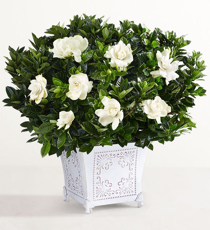 Grand Gardenia™
