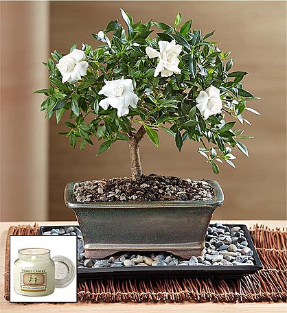 Gardenia Bonsai