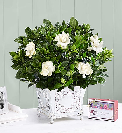 Grand Gardenia™ for Sympathy