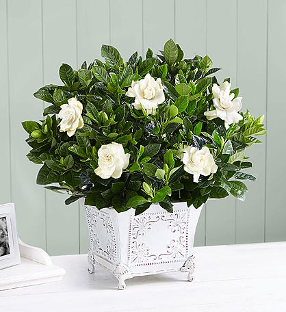 Grand Gardenia™ for Sympathy