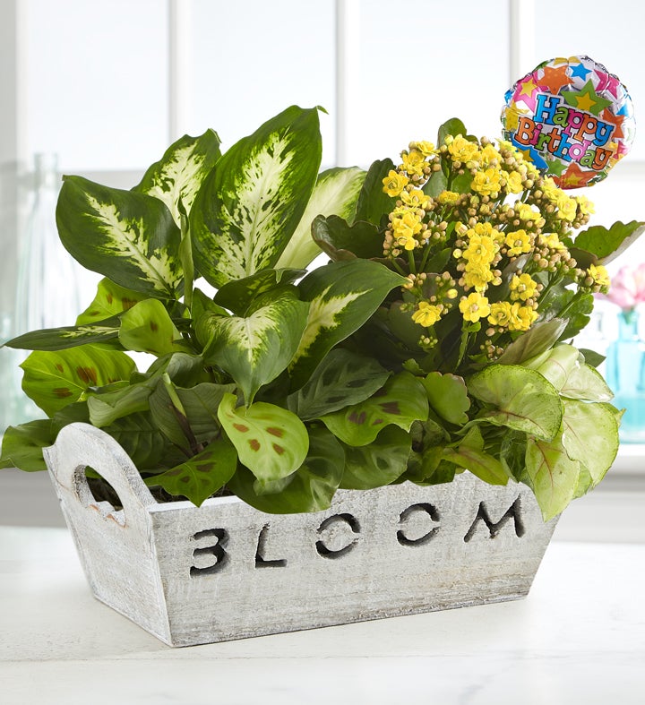 Happy Birthday Garden from