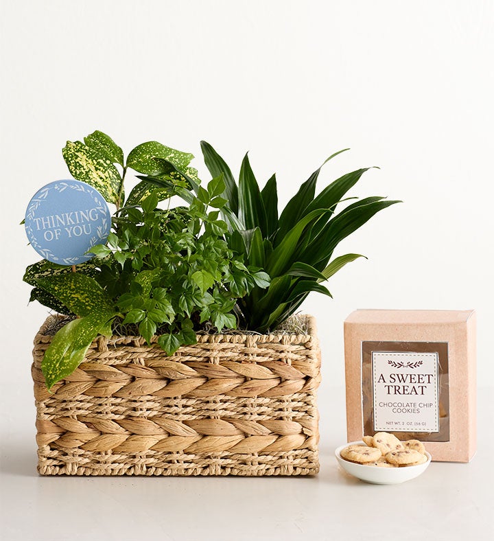 Thinking of You Dish Garden
