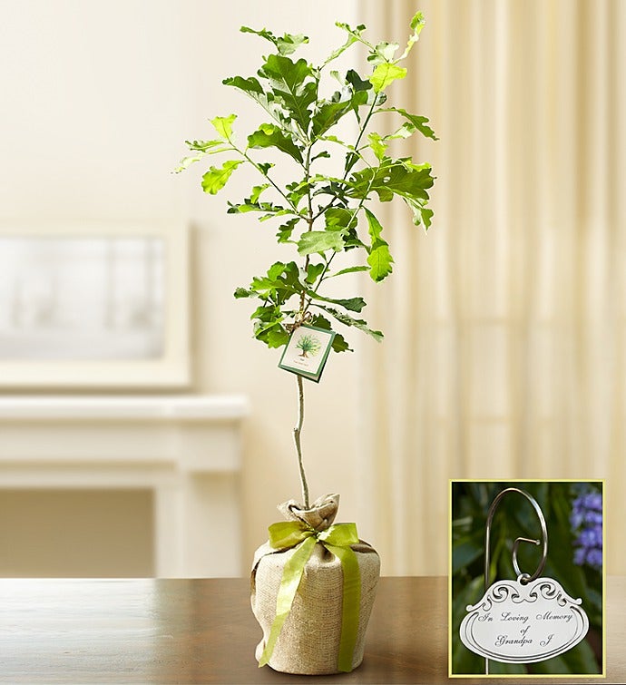 Oak Tree With Plaque For Sympathy
