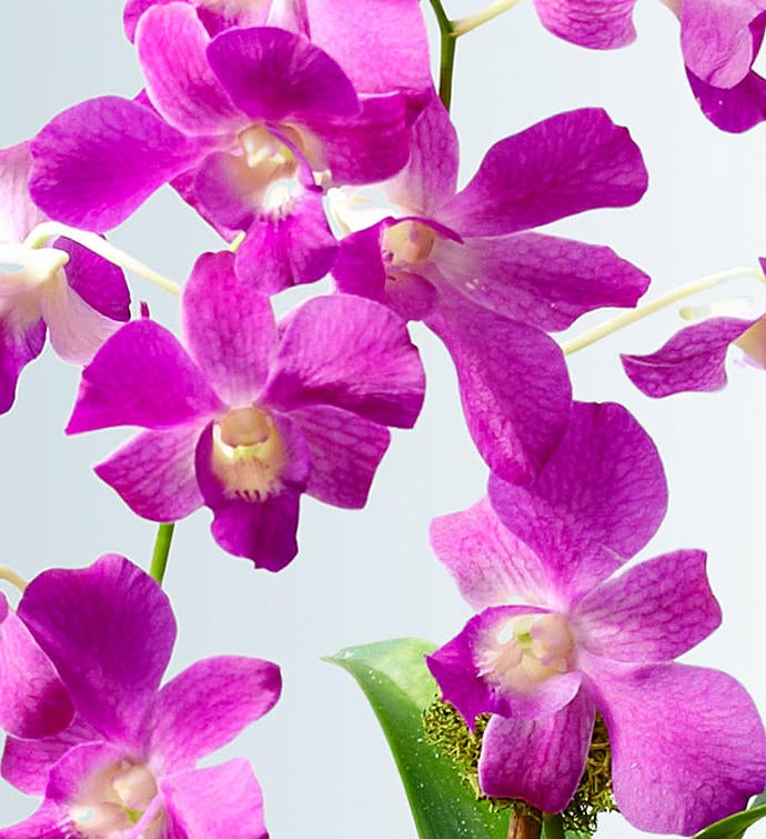 Classic Memories Orchid Garden