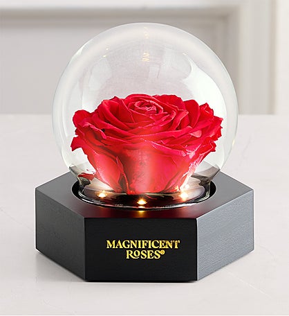 Magnificent Roses® Preserved Illuminating Globe