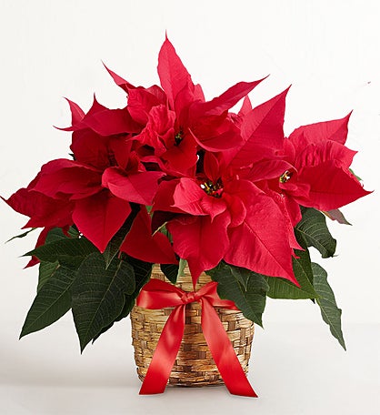 Poinsettia Plant