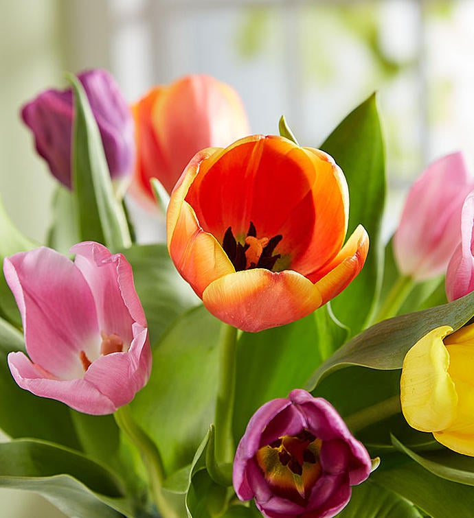Timeless Tulips®