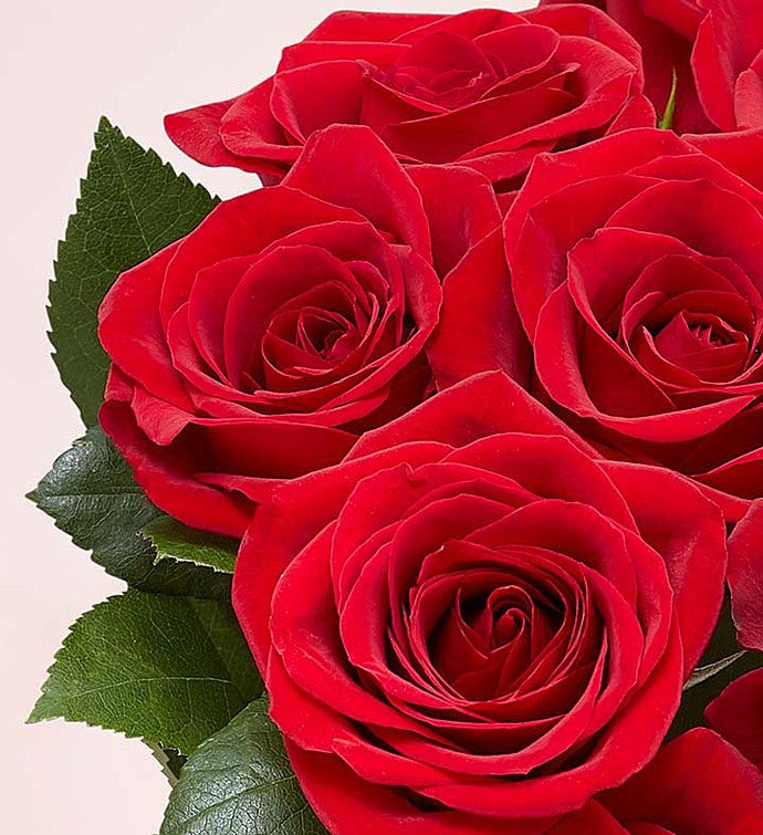 Mother's Day Red Roses, 12 24 Stems