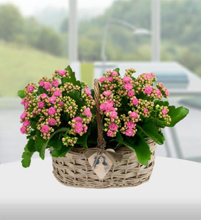 Blooming Kalanchoe Basket