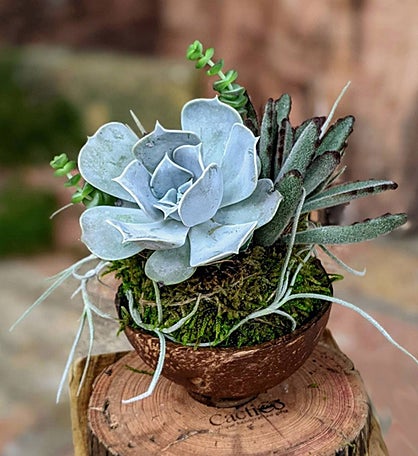 Live Succulent In A Coconut Shell Pot
