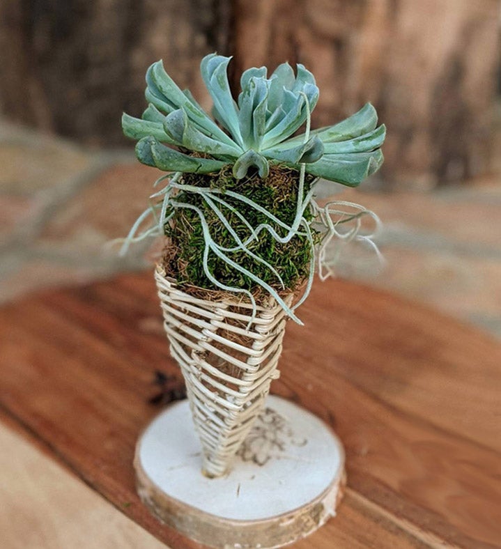 Succulent In A Handcrafted Vine Cone