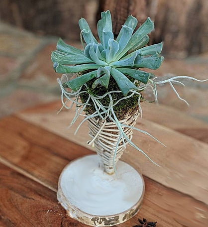 Succulent In A Handcrafted Vine Cone