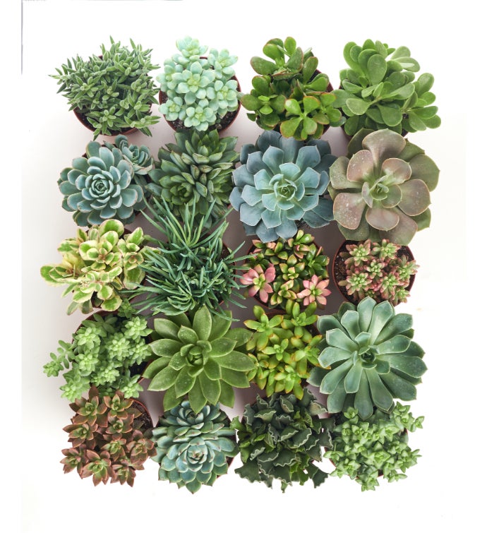 Assorted 4" Medium Succulents