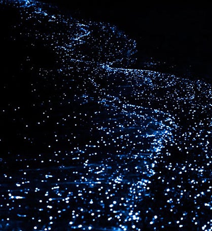Bioluminescent Kayak Adventure In Tomales Bay For Two - San Francisco