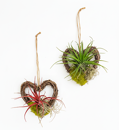 Festive Live Air Plant Hangers - Charming Holiday Decor