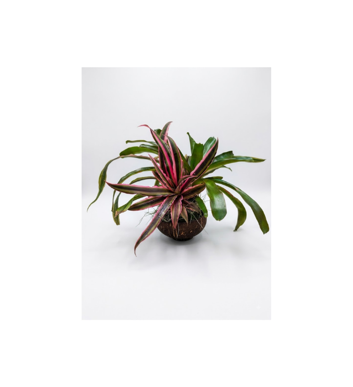 Colorful Three plant Bromeliad Kokedama In Coconut Shell