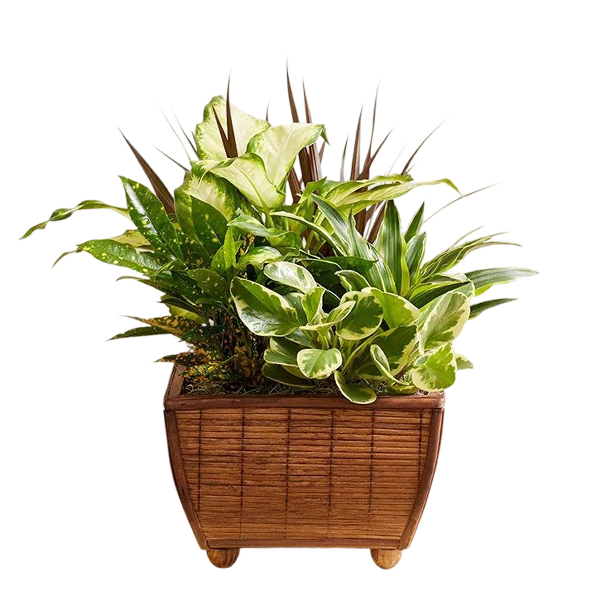 Zen Dishgarden